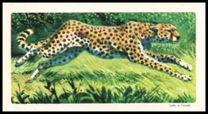 23 Cheetah